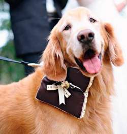 Posso colocar meu animal de estima��o no Casamento?
