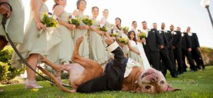 Quero colocar meu animal de estimao no Casamento, posso ou no?